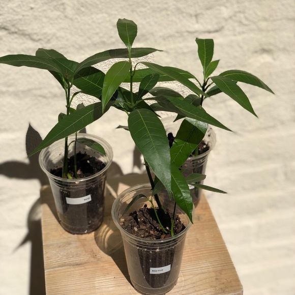 Mango Seedling Tree - Picture 3 of 3